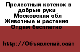 Прелестный котёнок в добрые руки - Московская обл. Животные и растения » Отдам бесплатно   